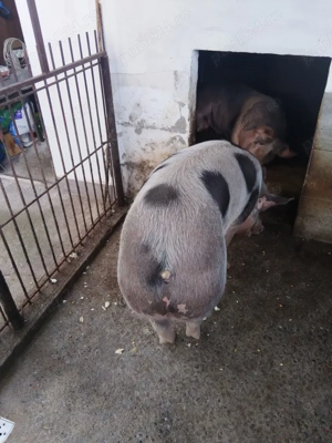 vand porc - imagine 3