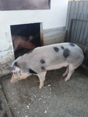 vand porc - imagine 2