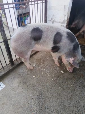 vand porc - imagine 4