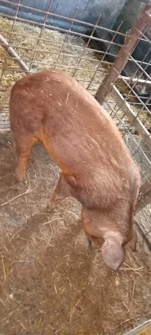 vand purcea  - imagine 2