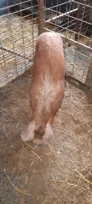 vand purcea  - imagine 3