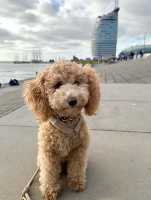 pui de pudel - imagine 4