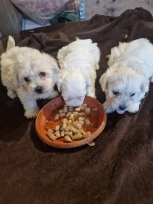 Băieței Bichon maltez  - imagine 5