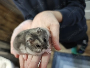 Donez Hamster Siberian - imagine 3