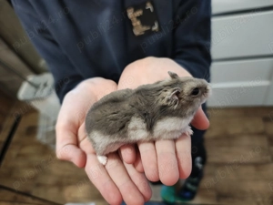 Donez Hamster Siberian - imagine 2