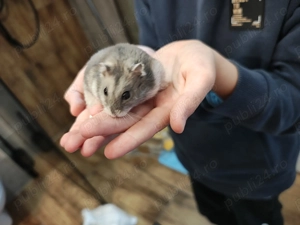 Donez Hamster Siberian