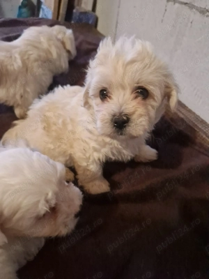 Băieței Bichon maltez  - imagine 3