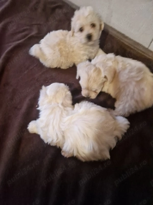 Băieței Bichon maltez  - imagine 6