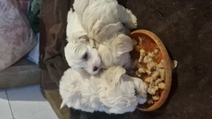 Băieței Bichon maltez  - imagine 2