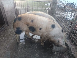 Porci de carne 
