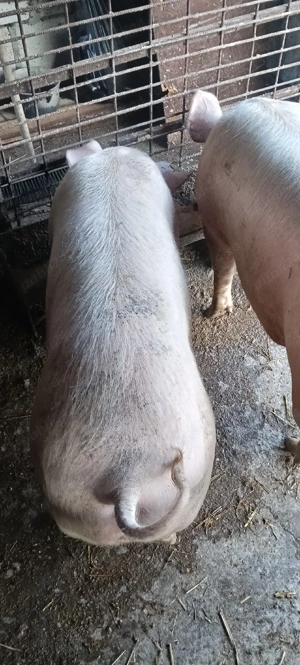 de vânzare 2 purcele  - imagine 4