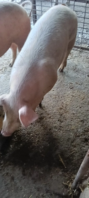 de vânzare 2 purcele  - imagine 3