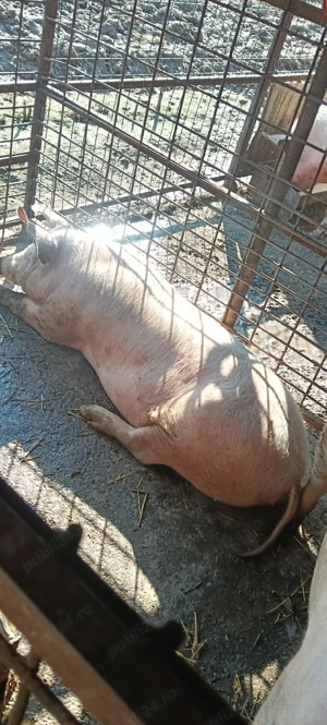 de vânzare 2 purcele  - imagine 5