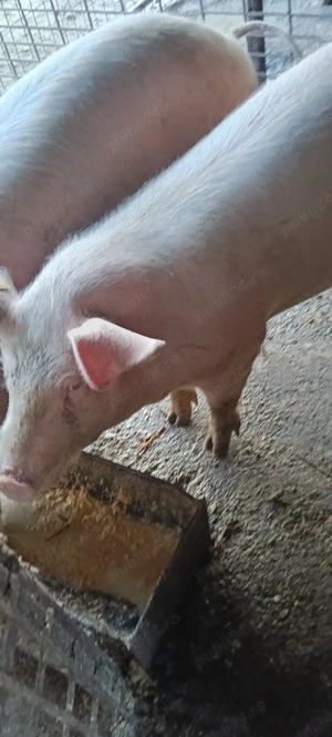 de vânzare 2 purcele 