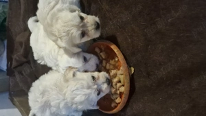 Băieței Bichon maltez  - imagine 7