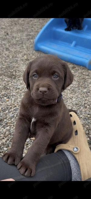 pui de Labrador  - imagine 3
