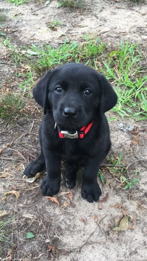 pui de Labrador  - imagine 4