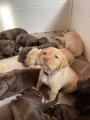 pui de Labrador  - imagine 2