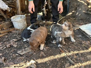 Căței carpatin românesc  - imagine 3