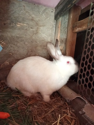 Vând 2 masculi de 5 luni 