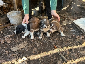 Căței carpatin românesc  - imagine 2