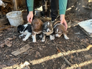 Căței carpatin românesc  - imagine 4