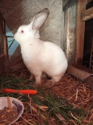 Vând iepure uriaș de Transilvania  - imagine 3