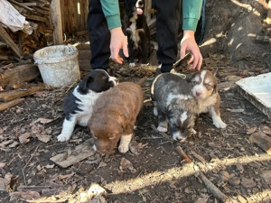 Căței carpatin românesc  - imagine 5