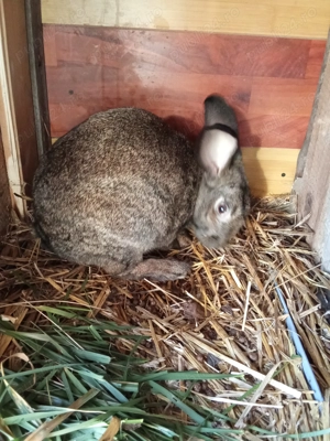 Vând iepuroaica hycole francez - imagine 2