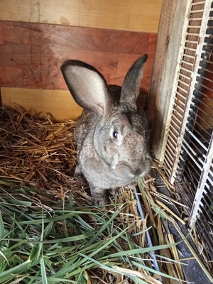 Vând iepuroaica hycole francez - imagine 3