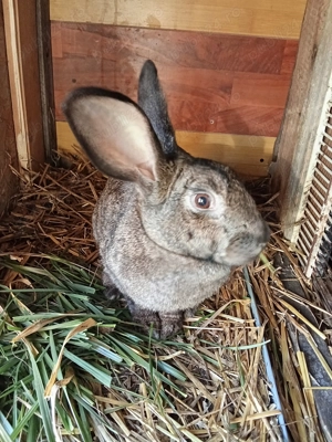 Vând iepuroaica hycole francez - imagine 4