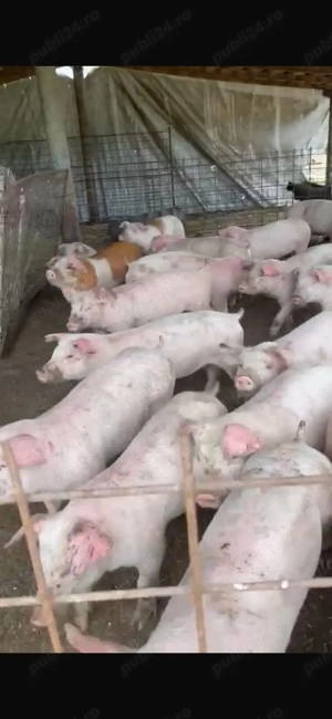 Vând porci crescuți bio  - imagine 3