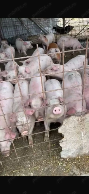 Vând porci crescuți bio  - imagine 2