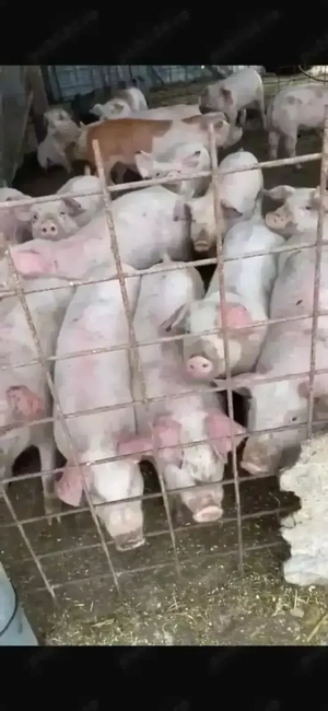 Vând porci crescuți bio  - imagine 5