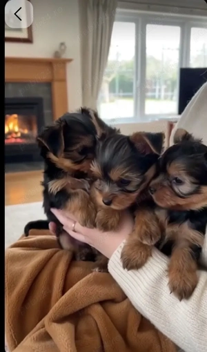 pui de yorkshire - imagine 4