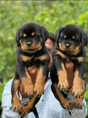 pui de Rottweiler  - imagine 3