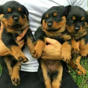 pui de Rottweiler 