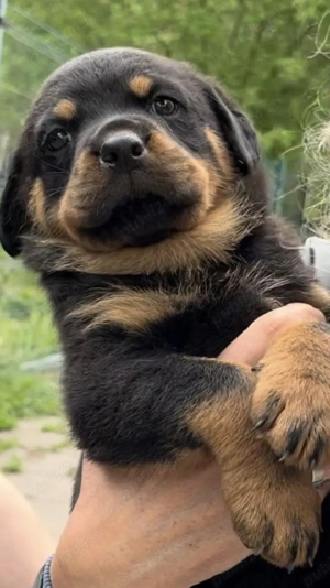 pui de Rottweiler  - imagine 4