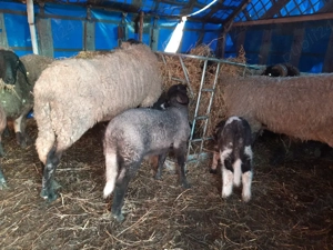 carabase sarbesti se vand foar toate - imagine 5