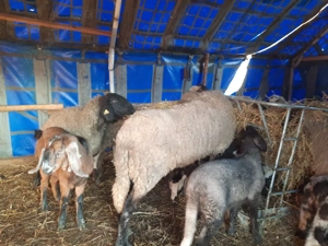 carabase sarbesti se vand foar toate - imagine 3