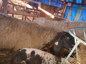 carabase sarbesti se vand foar toate