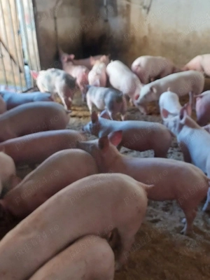 vând soldani de carne diferite mărimi si rase 