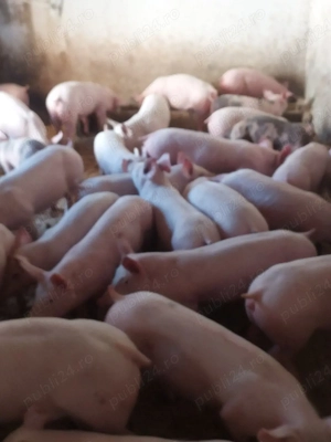 vând purcei și soldani diferite mărimi 