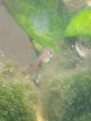 pui de guppy - imagine 3