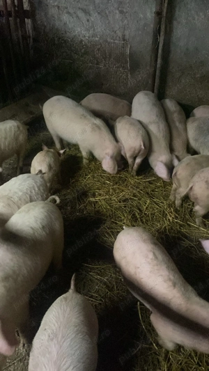 Vand purcei - imagine 3