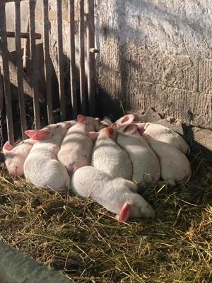 Vand purcei - imagine 2