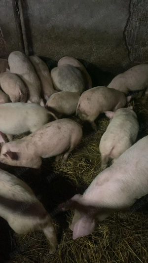 Vand purcei - imagine 4