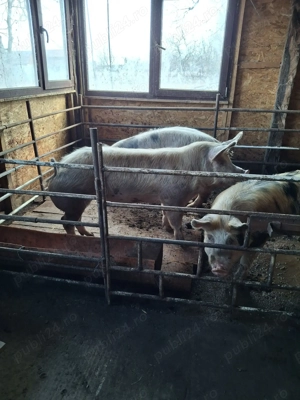 Scrofite pt reproducere sau sacrificat - imagine 2