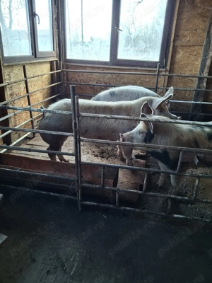 Scrofite pt reproducere sau sacrificat