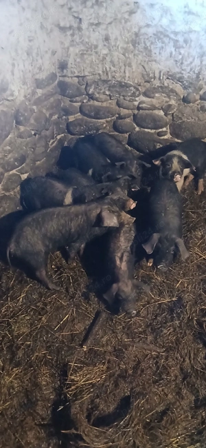 vand porci  - imagine 2